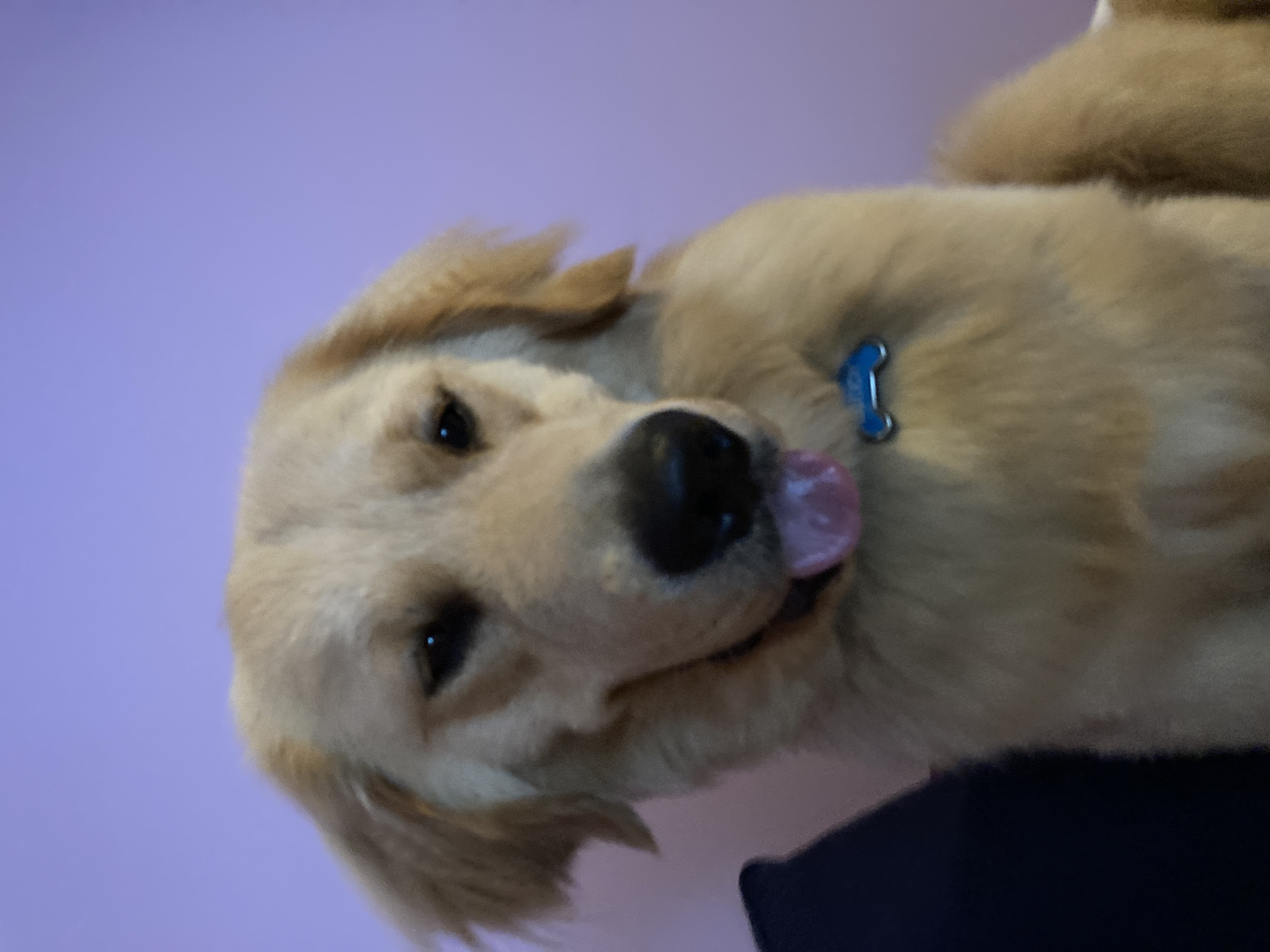 Sell Puppies Online 🐶 Puppies Near You for Sale Pawbe 🐾