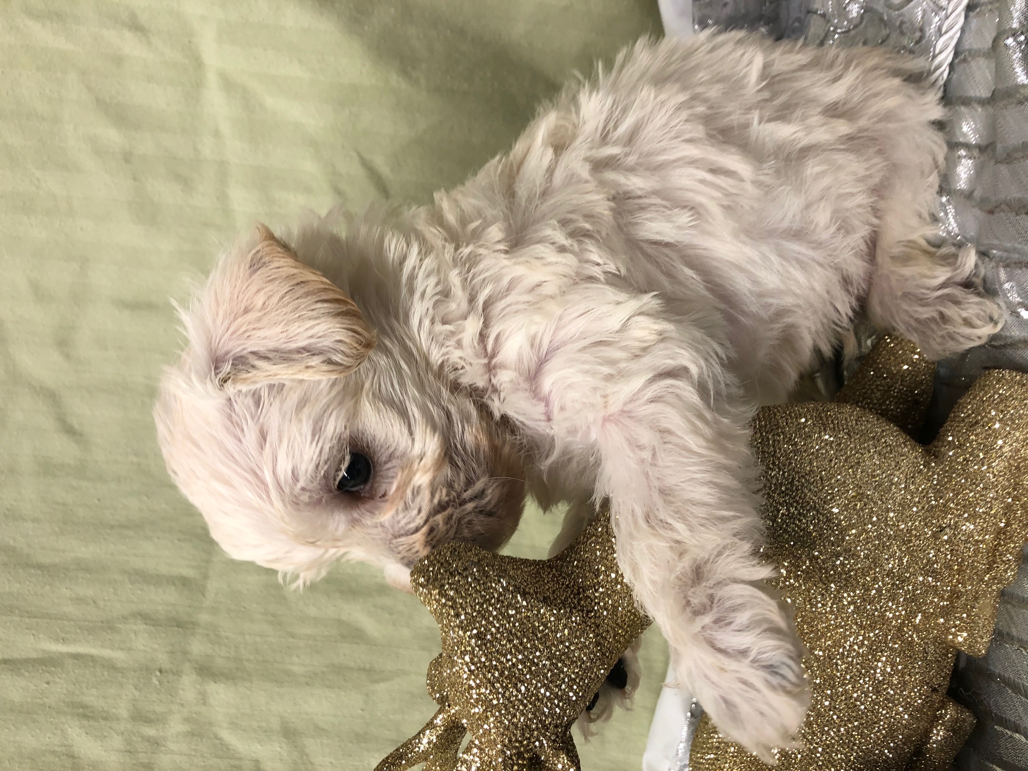 Sell Puppies Online 🐶 Puppies Near You for Sale Pawbe 🐾