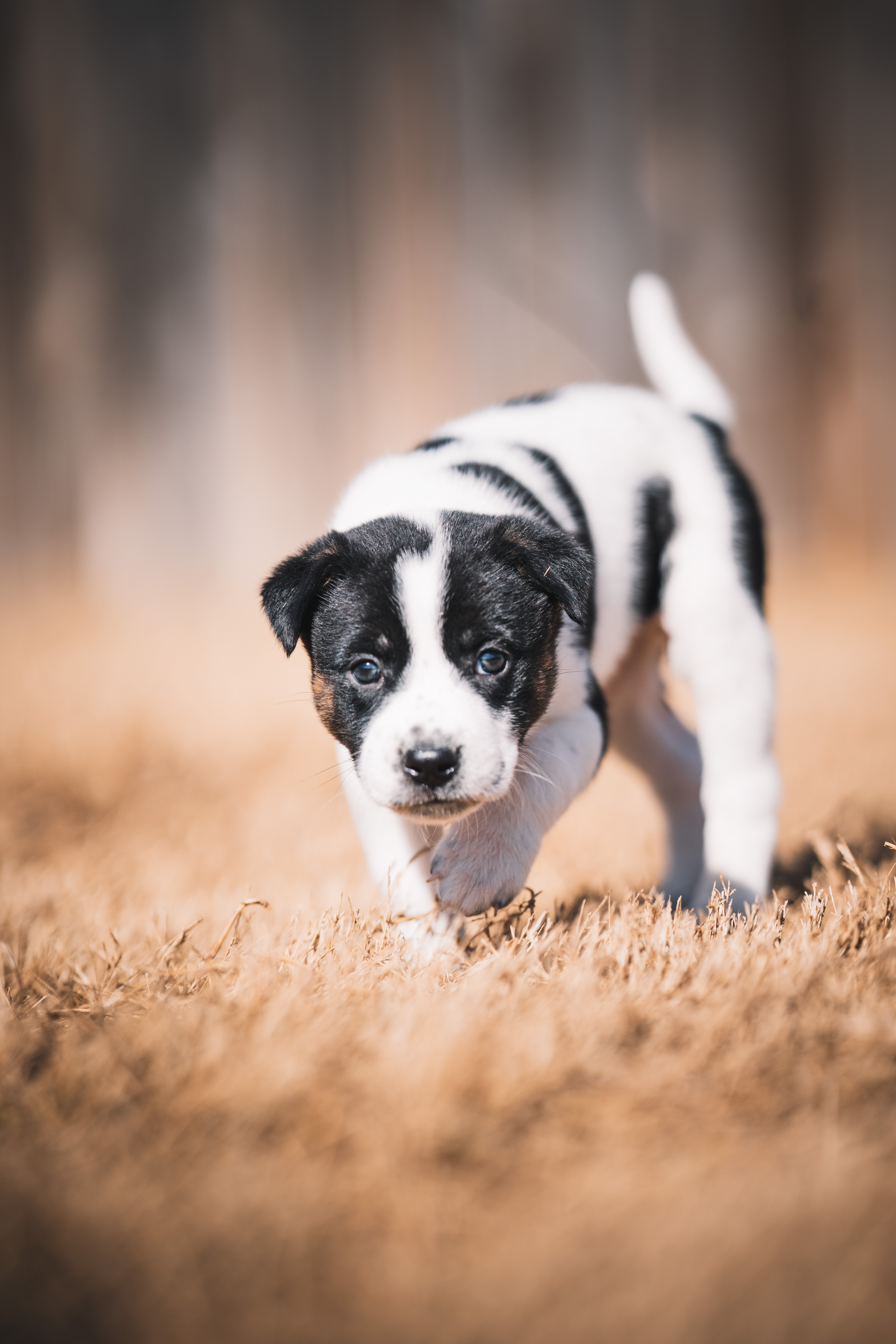 Sell Puppies Online 🐶 - Puppies Near You for Sale | Pawbe 🐾
