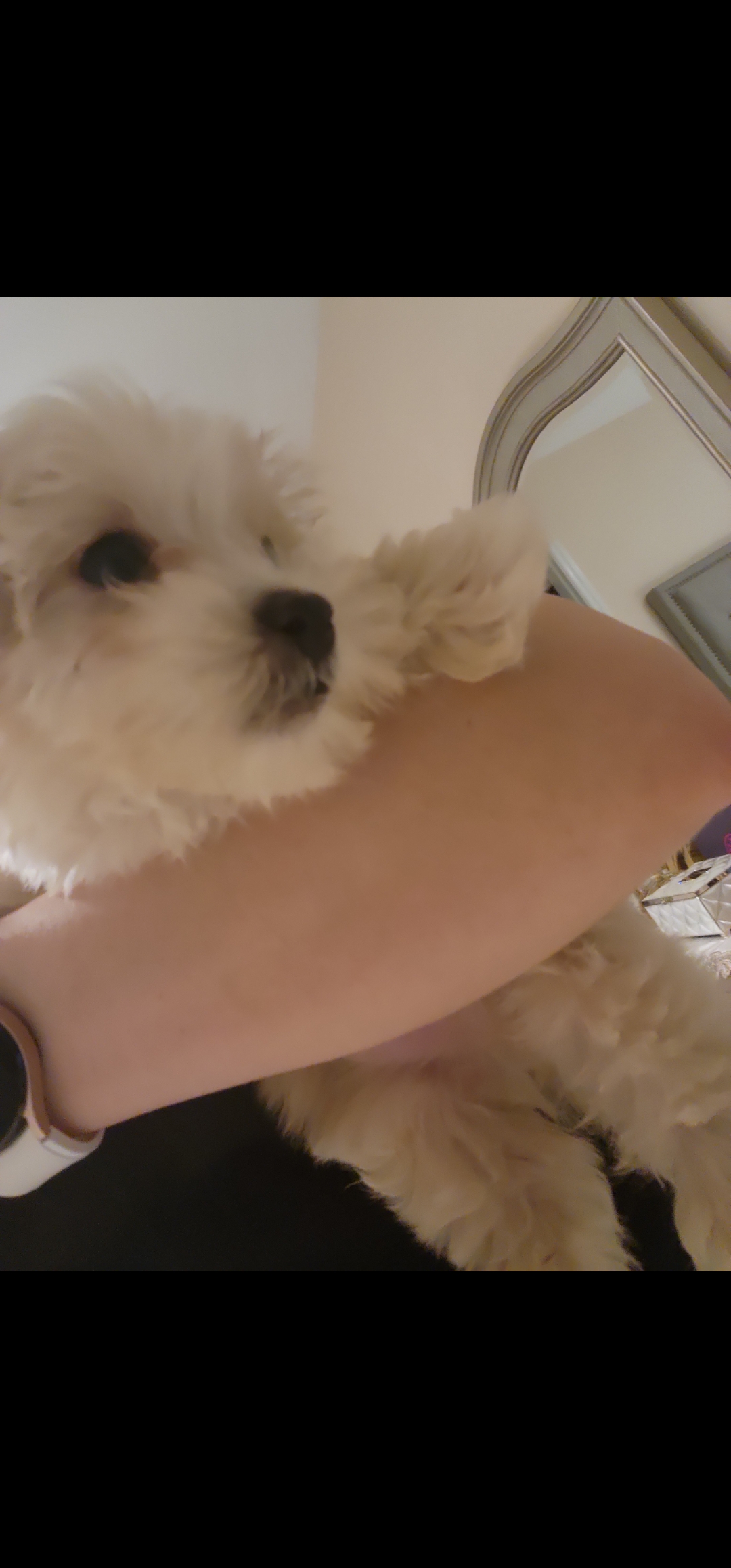 Sell Puppies Online 🐶 Puppies Near You for Sale Pawbe 🐾