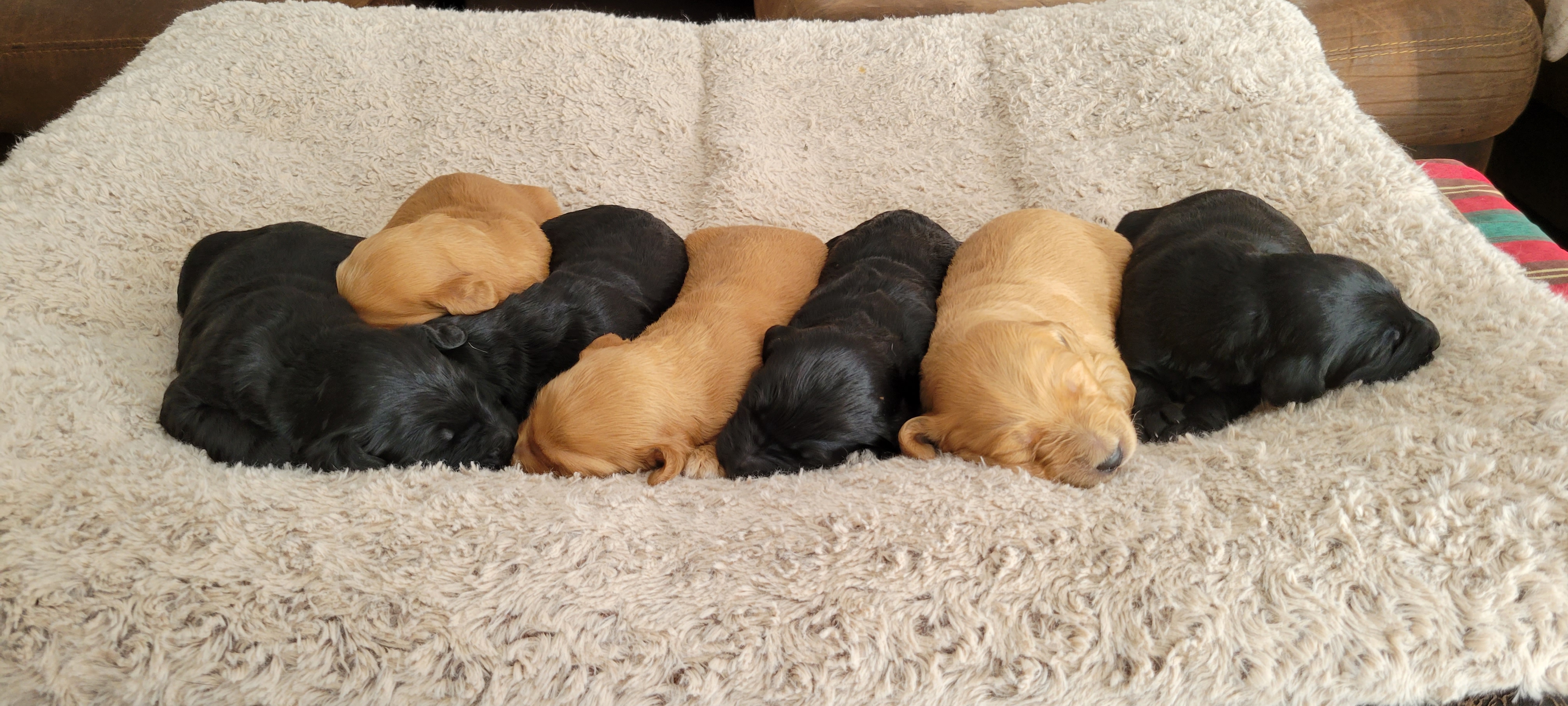 Sell Puppies Online 🐶 Puppies Near You for Sale Pawbe 🐾
