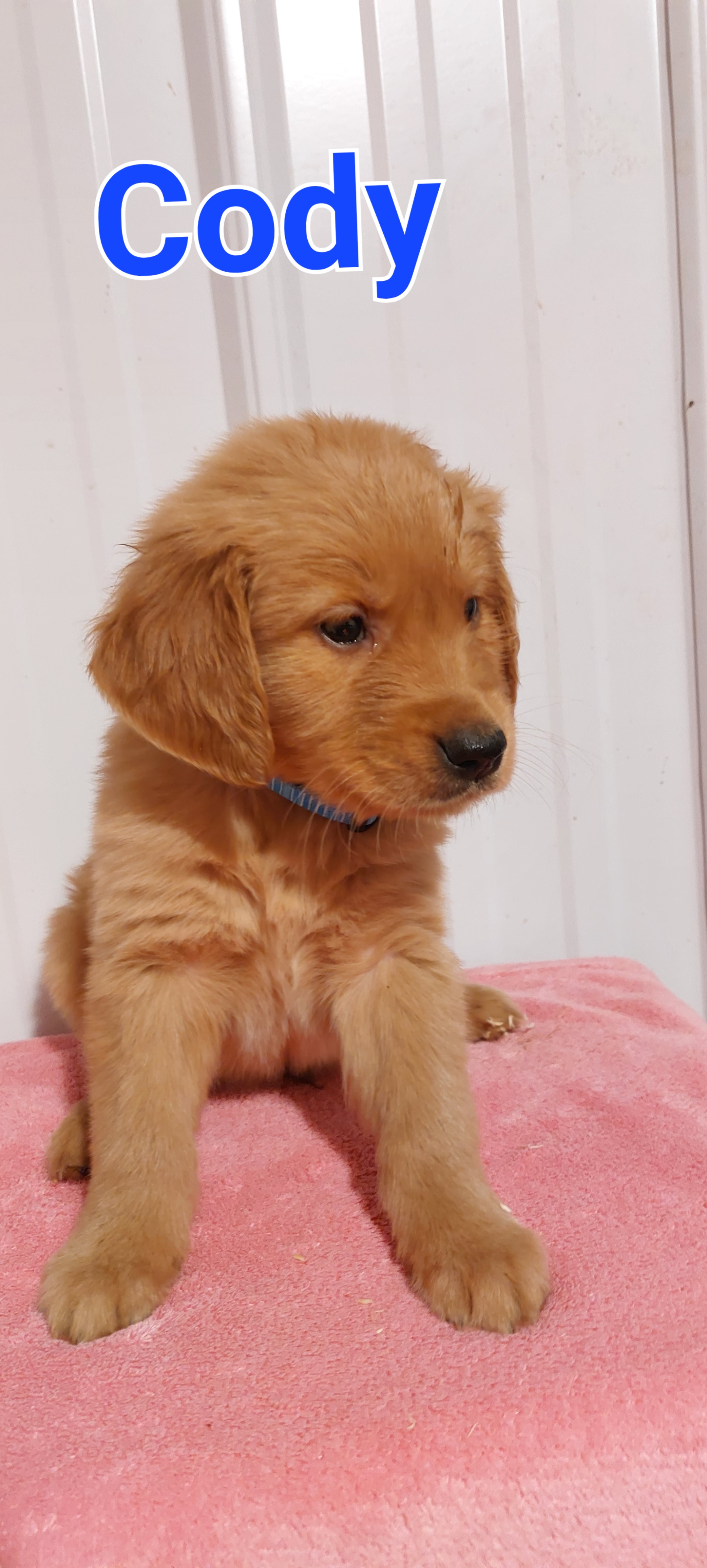 Sell Puppies Online 🐶 Puppies Near You for Sale Pawbe 🐾