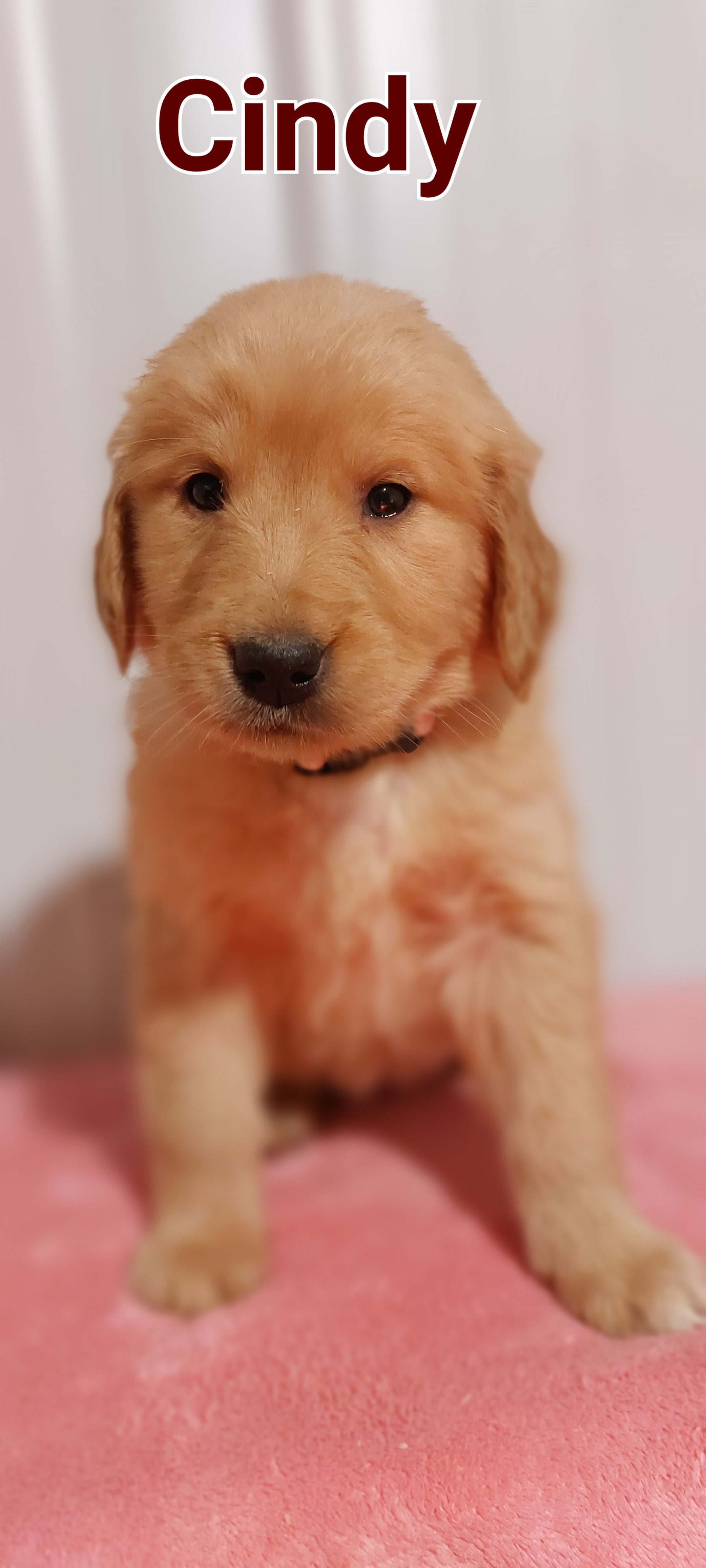 Sell Puppies Online 🐶 Puppies Near You for Sale Pawbe 🐾