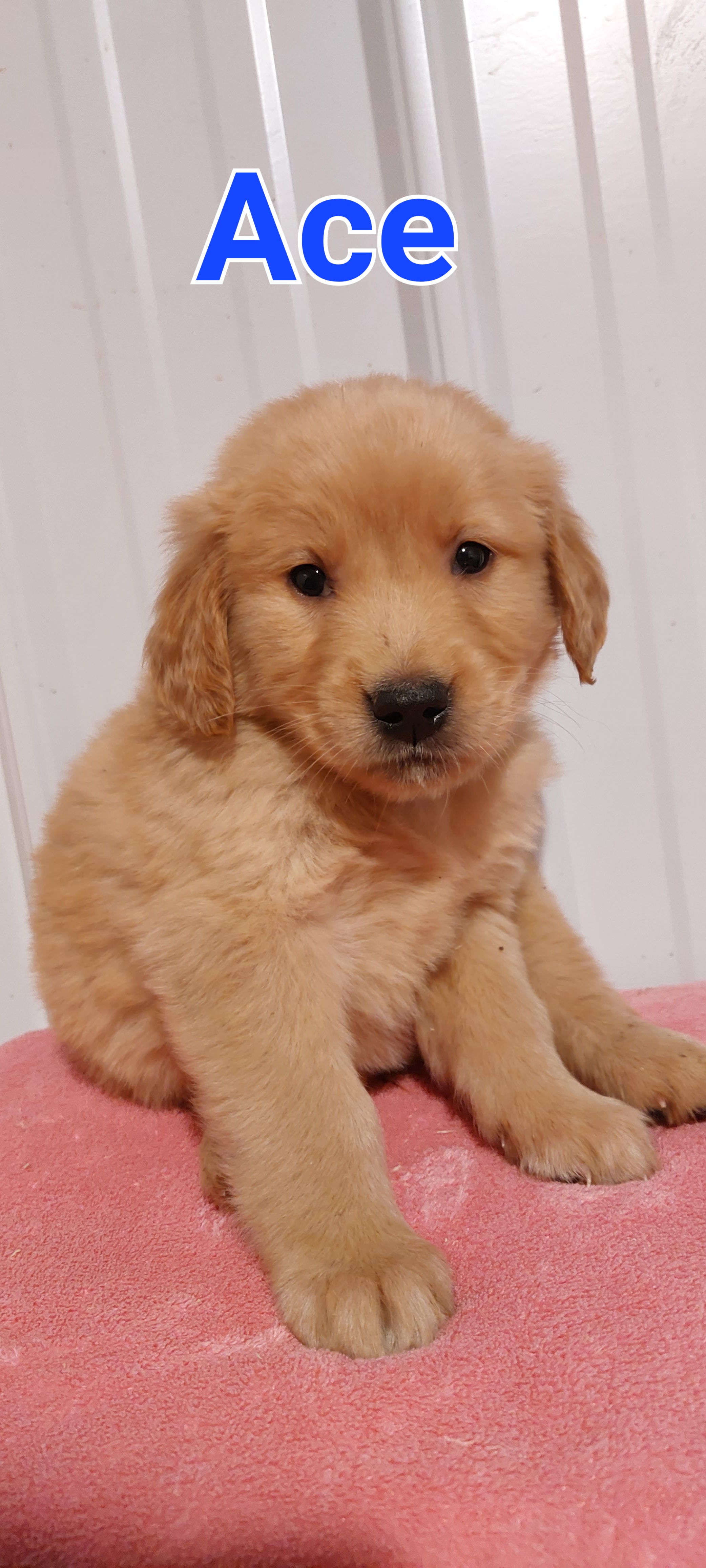 Sell Puppies Online 🐶 Puppies Near You for Sale Pawbe 🐾