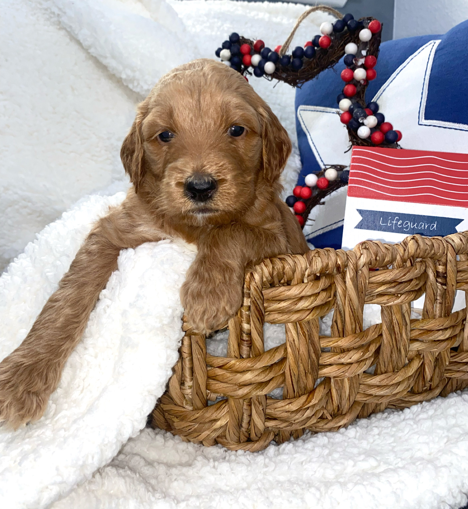 Sell Puppies Online 🐶 Puppies Near You for Sale Pawbe 🐾