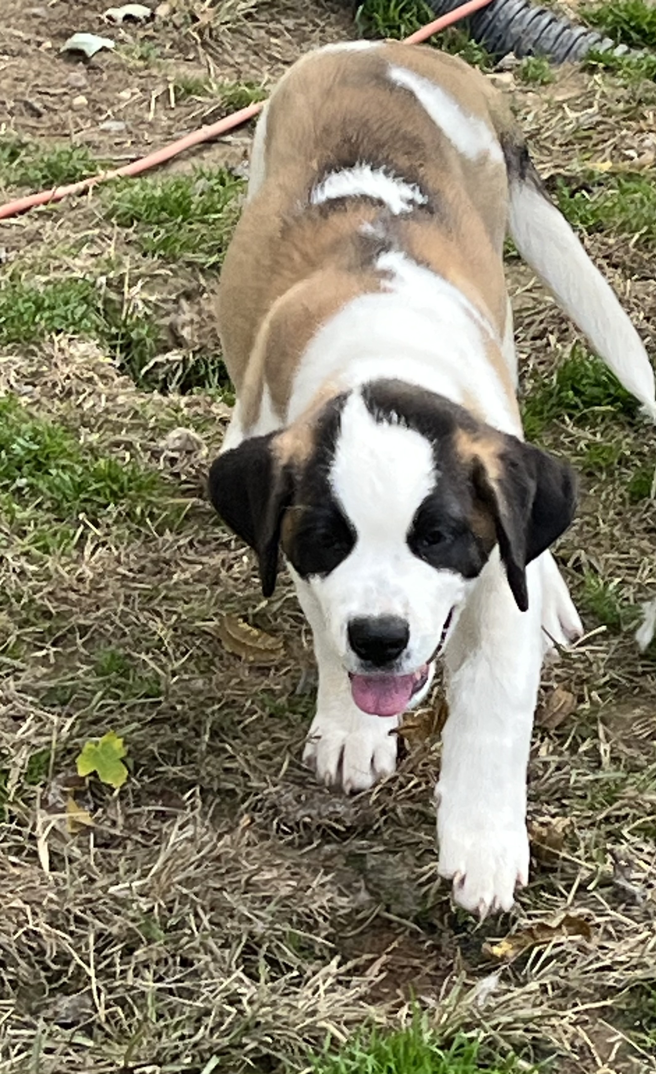 Sell Puppies Online 🐶 Puppies Near You for Sale Pawbe 🐾