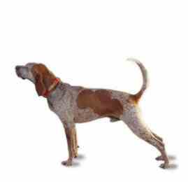 English Coonhound - American