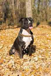 Staffordshire Terrier - American