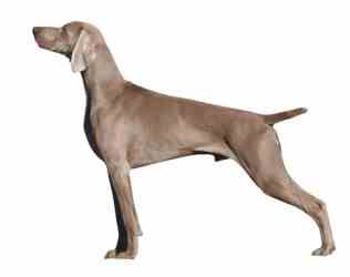Weimaraner