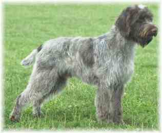 WIREHAIRED POINTING GRIFFON